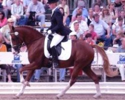 dressage horse Hol.Missouri (German Riding Pony, 2002, from Horsegate Minstrel)