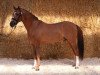 stallion Dr. Doolittle 38 (German Riding Pony, 2006, from FS Don't Worry Junior)