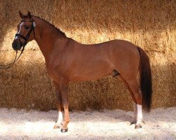 stallion Dr. Doolittle 38 (German Riding Pony, 2006, from FS Don't Worry Junior)