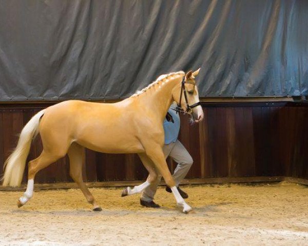 broodmare She's Madonna (German Riding Pony, 2007, from FS Champion de Luxe)