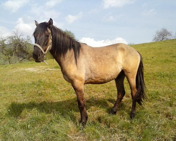 Pferd El Tornado (Cruzado, 2011)