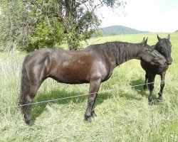 broodmare Lara (Hanoverian, 1992, from Lemon xx)