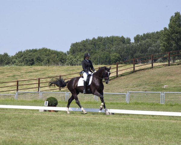 dressage horse Son Oldenburg (Württemberger, 2007, from Sir Oldenburg)