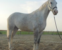 Dressurpferd Gucio (Polnisches Warmblut, 2008, von Grawer)