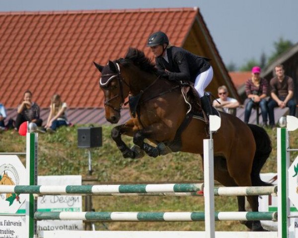 Springpferd Armani Bs (Holsteiner, 2007, von Acolord)