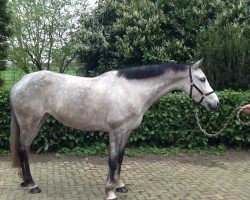 jumper Cavalin (KWPN (Royal Dutch Sporthorse), 2007, from Cavalier)