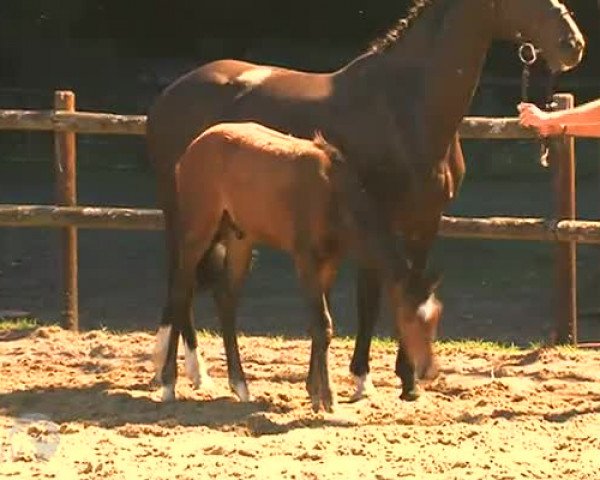 Video of Rocky Dacora