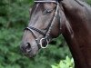 dressage horse Serafino 17 (Trakehner, 2002, from Gribaldi)