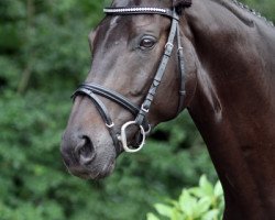 dressage horse Serafino 17 (Trakehner, 2002, from Gribaldi)