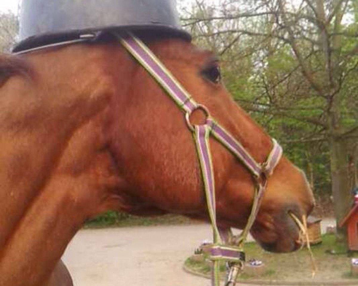 dressage horse Robin Goodfellow 4 (Pony without race description, 1999)