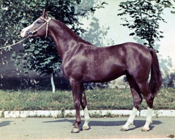 stallion Harfiarz 1979 ox (Arabian thoroughbred,  , from Banat 1967 ox)