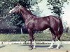 stallion Harfiarz 1979 ox (Arabian thoroughbred,  , from Banat 1967 ox)