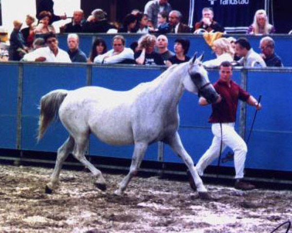 Zuchtstute Mahachkala 1986 ox (Vollblutaraber, 1986, von Harfiarz 1979 ox)