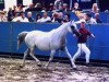 broodmare Mahachkala 1986 ox (Arabian thoroughbred, 1986, from Harfiarz 1979 ox)