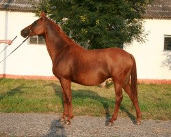 broodmare Makhorka 1999 ox (Arabian thoroughbred, 1999, from Parusnik 1987 ox)