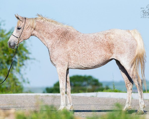 broodmare Polba 1997 ox (Arabian thoroughbred, 1997, from Barkas 1991 ox)