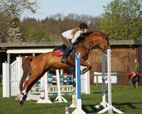 horse Falkners Dream Boy (Oldenburg, 2002, from Falkner)