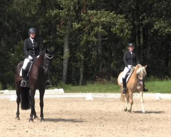 Video of Allegro 419