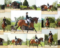 dressage horse Richman 10 (Westphalian, 2006, from Riccio)