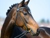 dressage horse Rookie 16 (Hanoverian, 2009, from Rotspon)