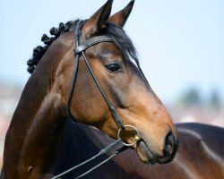 dressage horse Rookie 16 (Hanoverian, 2009, from Rotspon)