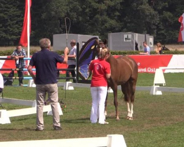 47. Westfälische Eliteschau für 3- und 4j. Reitpony- und Kleinpferdestuten Samstag, 26. Juli 2014 – Ring 3