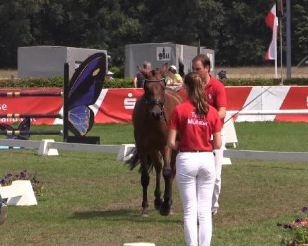 47. Westfälische Eliteschau für 3- und 4j. Reitpony- und Kleinpferdestuten Samstag, 26. Juli 2014 – Ring 2