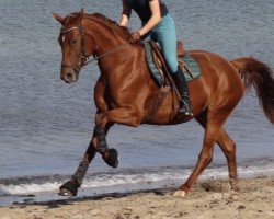 broodmare Rhodonite MD (German Sport Horse, 2014, from Wolkenwind)