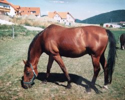 Pferd Impuls Junior (Hessisches Warmblut, 1982, von Imperial)