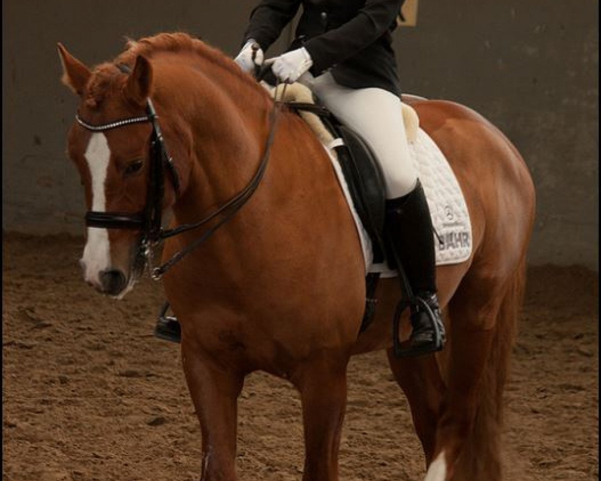 stallion Moritz (Freiberger, 2007, from Louis)