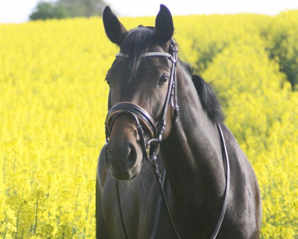 dressage horse Saphir 409 (Mecklenburg, 2009, from Sadomant)
