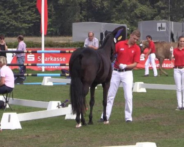 47. Westfälische Eliteschau für 3- und 4j. Reitpony- und Kleinpferdestuten Samstag, 26. Juli 2014 – Ring 4