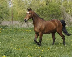 horse Centurio de Lux (Hanoverian, 1997, from Cheenook)