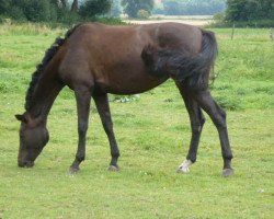 dressage horse Bella Mia 6 (Westphalian, 2008, from Bravissimo)