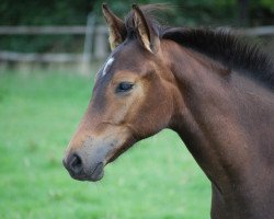 jumper Shaquille 5 (Hanoverian, 2008, from Stenograph 176 FIN)