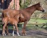 broodmare Ela (Hanoverian, 1996, from Espri)