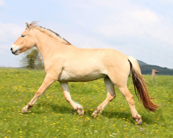 Pferd Hara (Fjordpferd, 2012, von Kalino)