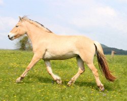 dressage horse Hara (Fjord Horse, 2012, from Kalino)