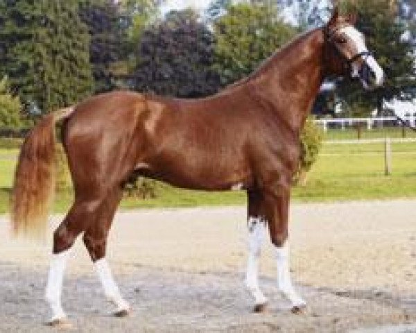 stallion Bon Balou 5 (Hanoverian, 2006, from Balou du Rouet)