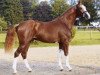 stallion Bon Balou 5 (Hanoverian, 2006, from Balou du Rouet)