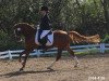 dressage horse Holsteins Desperado (German Riding Pony, 2007, from Fs Disagio)