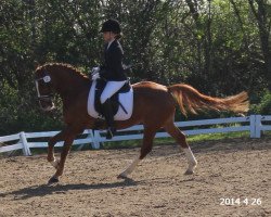 dressage horse Holsteins Desperado (German Riding Pony, 2007, from Fs Disagio)