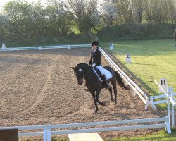 dressage horse Holsteins Sonora (German Riding Pony, 2000, from Nantario)