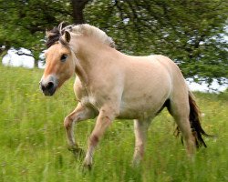 dressage horse Jamira (Fjord Horse, 2011, from Kelvin)