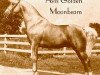 stallion Avis Golden Moonbeam (Tennessee Walking Horse, 1942)