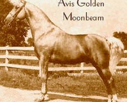 stallion Avis Golden Moonbeam (Tennessee Walking Horse, 1942)