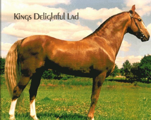 Deckhengst Kings Delightful Lad (Tennessee-Walking-Horse, 1967, von Perfections Gay King)