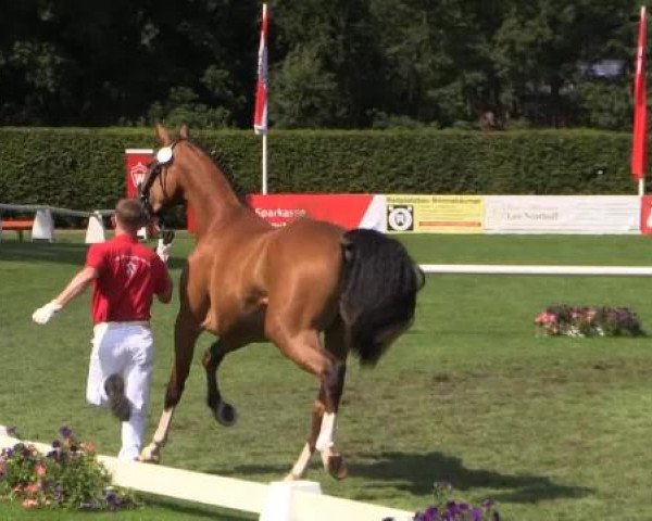 49. Westfälische Eliteschau für 3- und 4-jährige Reitpferde- und
Kaltblutstuten am Dienstag, 22. Juli 2014, Ring 10 - Dressurbetonte Reitpferdestuten
