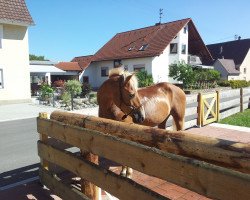 Pferd Gundi 97 (Haflinger, 1994, von Artist)