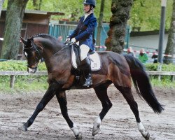 dressage horse Cocolino 2 (Oldenburg, 2002, from Clintino)